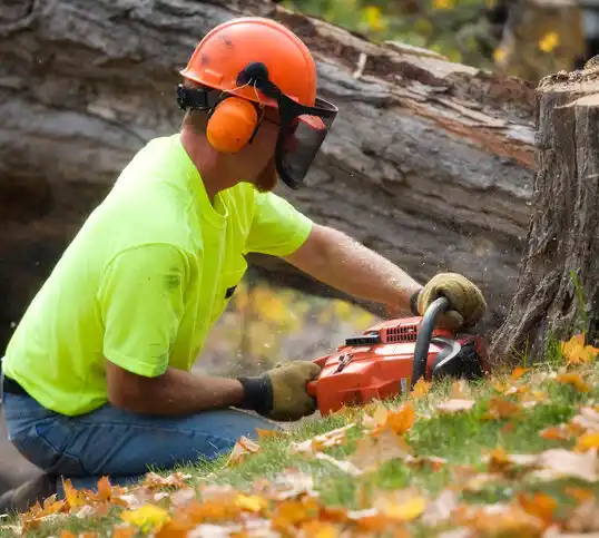 tree services Lakewood